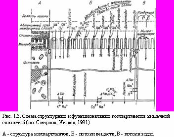 Теория адекватного питания и трофология