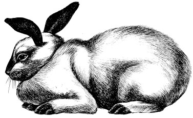 Кролики: Разведение, выращивание, кормление