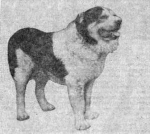 Отечественные породы служебных собак азиатского происхождения