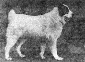 Отечественные породы служебных собак азиатского происхождения