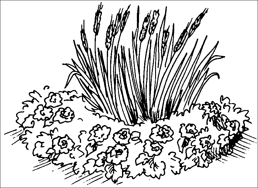 Хризантемы, астры, георгины и другие осенние цветы