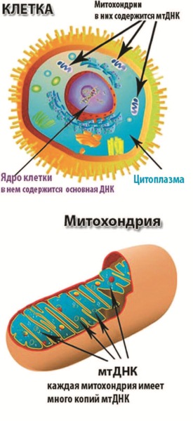 Занимательная ДНК-генеалогия. Новая наука дает ответы