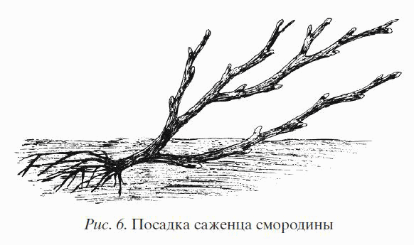 Смородина. Сажаем, выращиваем, заготавливаем