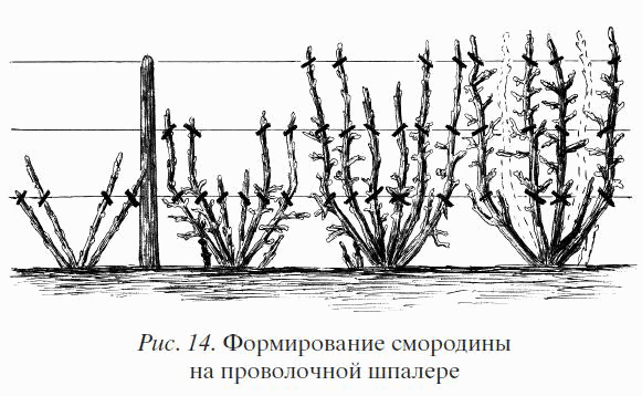 Смородина. Сажаем, выращиваем, заготавливаем