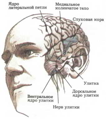 Мозг, разум и поведение