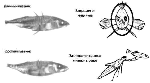 Бесконечное число самых прекрасных форм. Новая наука эво-дево и эволюция царства животных