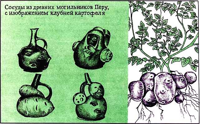 Спросим мнение самого растения