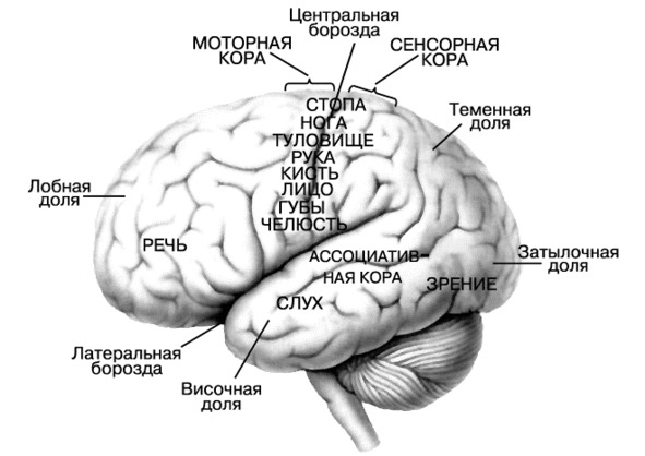 Потребности человека, их классификация и количество