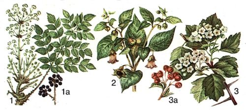 Большая Советская Энциклопедия (ЛЕ)