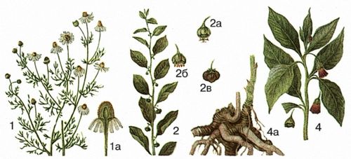 Большая Советская Энциклопедия (ЛЕ)